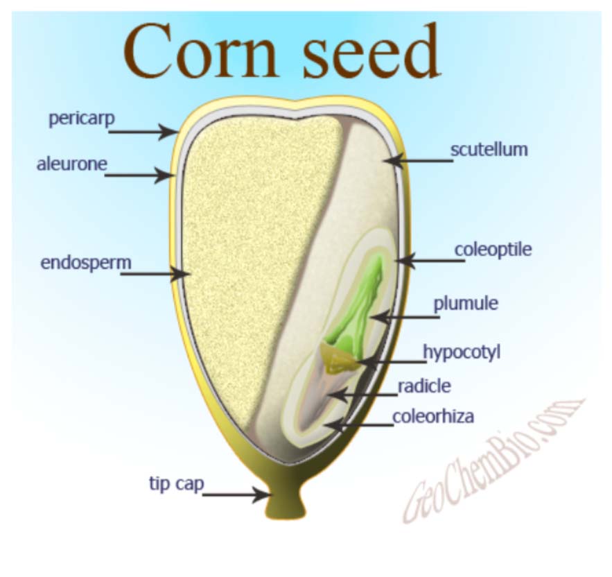 Corn Seed diagram - Tri County